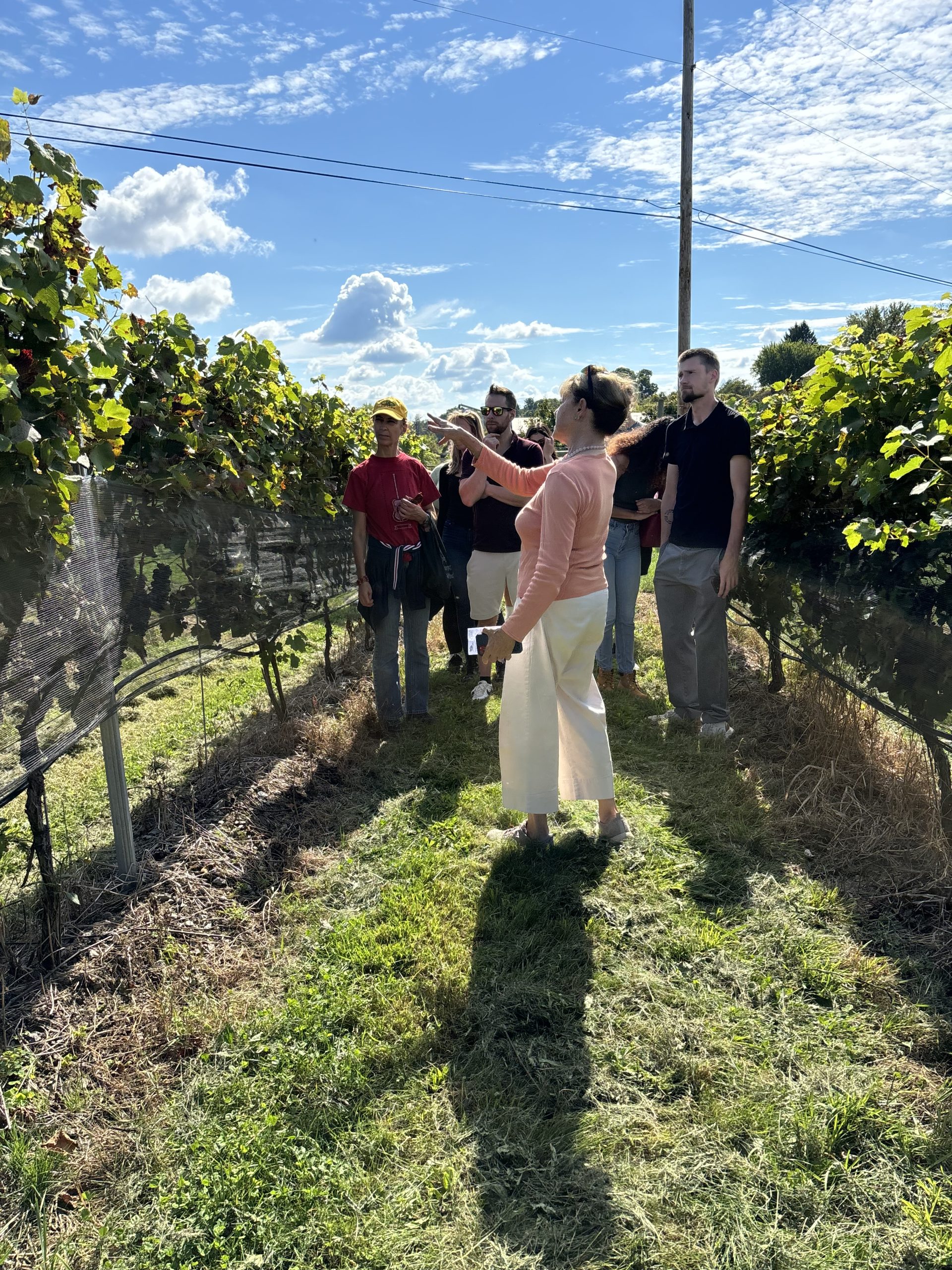 A group of people in between rows of vines.